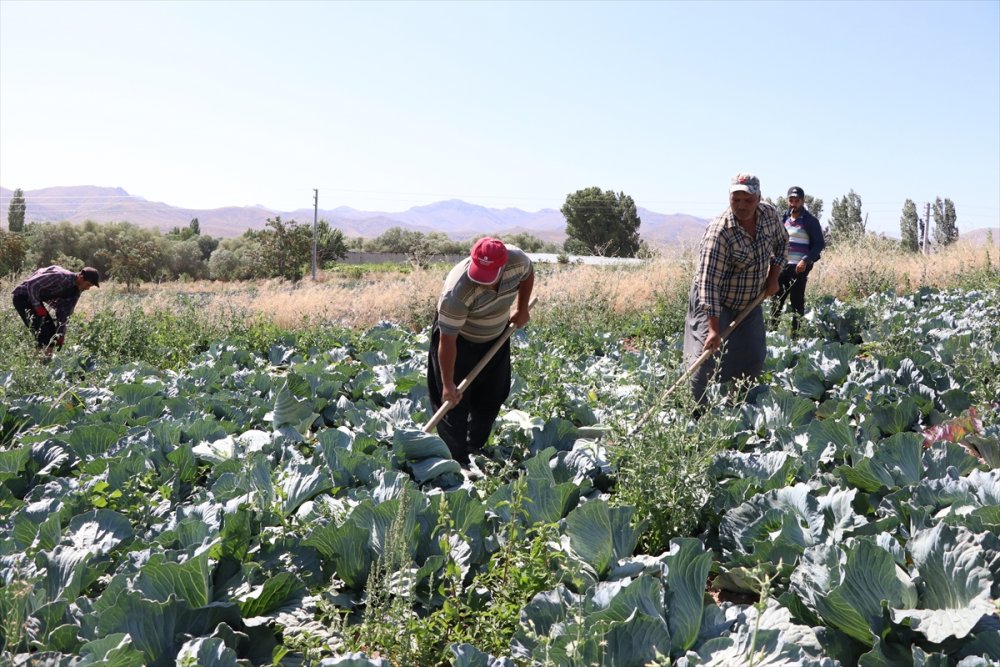 Lahana Üretimdeki Verim Niğdeli Üreticiyi Mutlu Etti