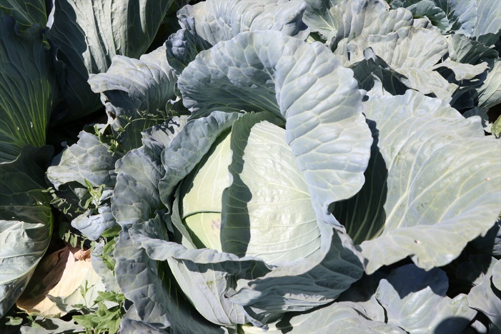 Lahana Üretimdeki Verim Niğdeli Üreticiyi Mutlu Etti