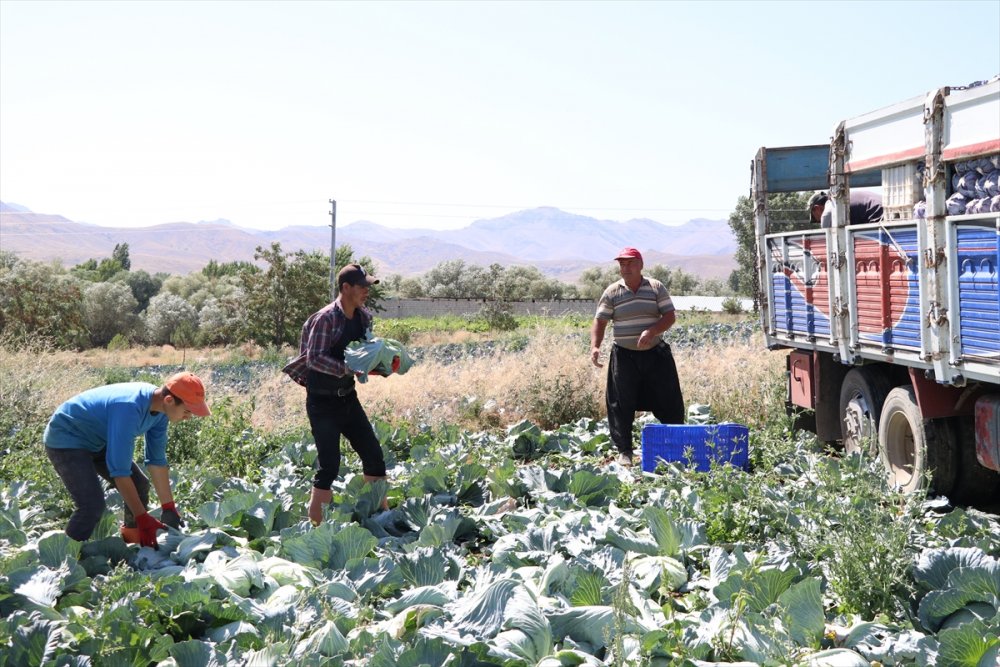 Lahana Üretimdeki Verim Niğdeli Üreticiyi Mutlu Etti