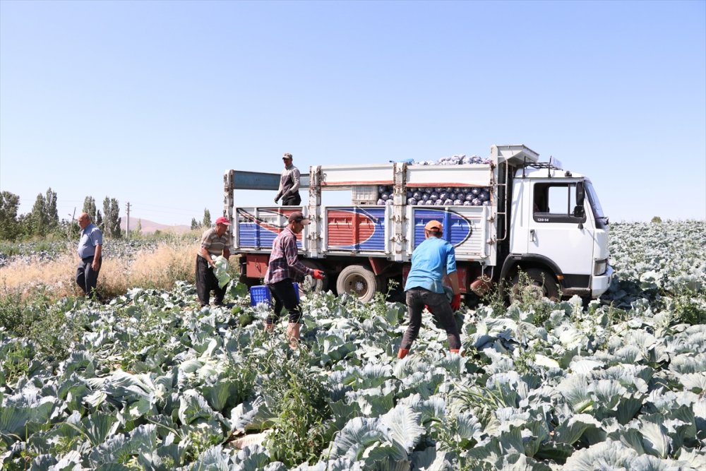 Lahana Üretimdeki Verim Niğdeli Üreticiyi Mutlu Etti