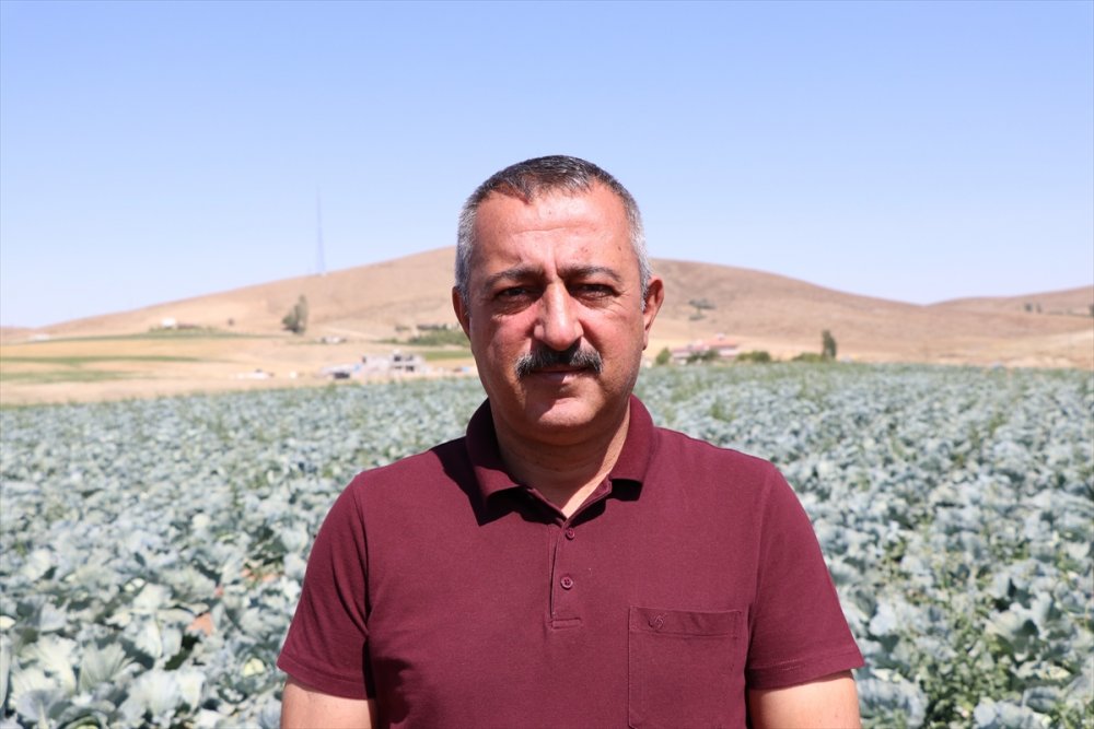 Lahana Üretimdeki Verim Niğdeli Üreticiyi Mutlu Etti