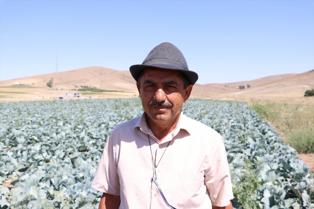 Lahana Üretimdeki Verim Niğdeli Üreticiyi Mutlu Etti