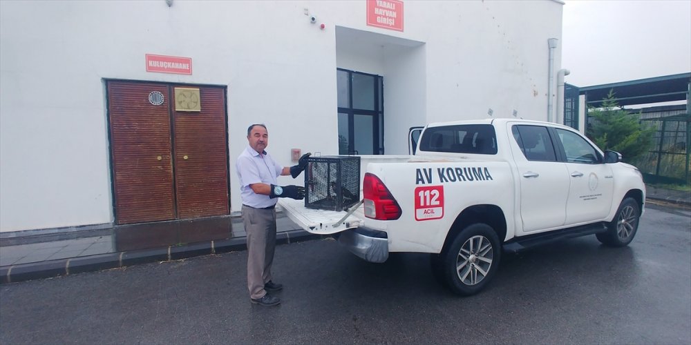 Kayseri'de Yaralı Bulunan Doğan Tedavi Altına Alındı