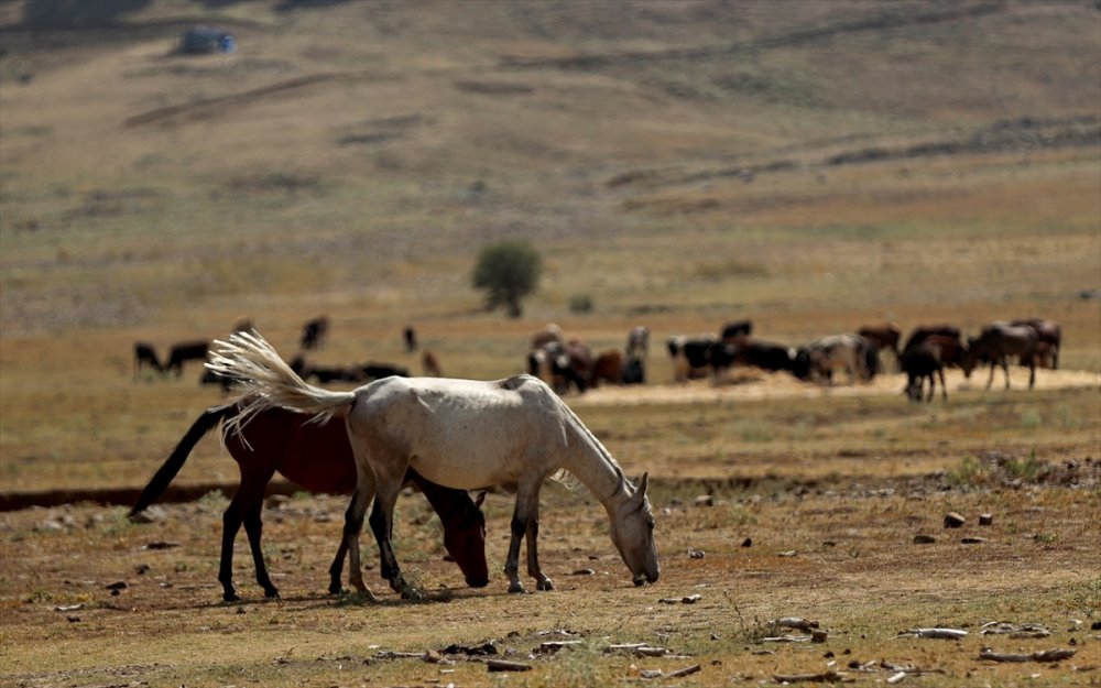 Antalya'daki Yılkı Atları Unutulmadı