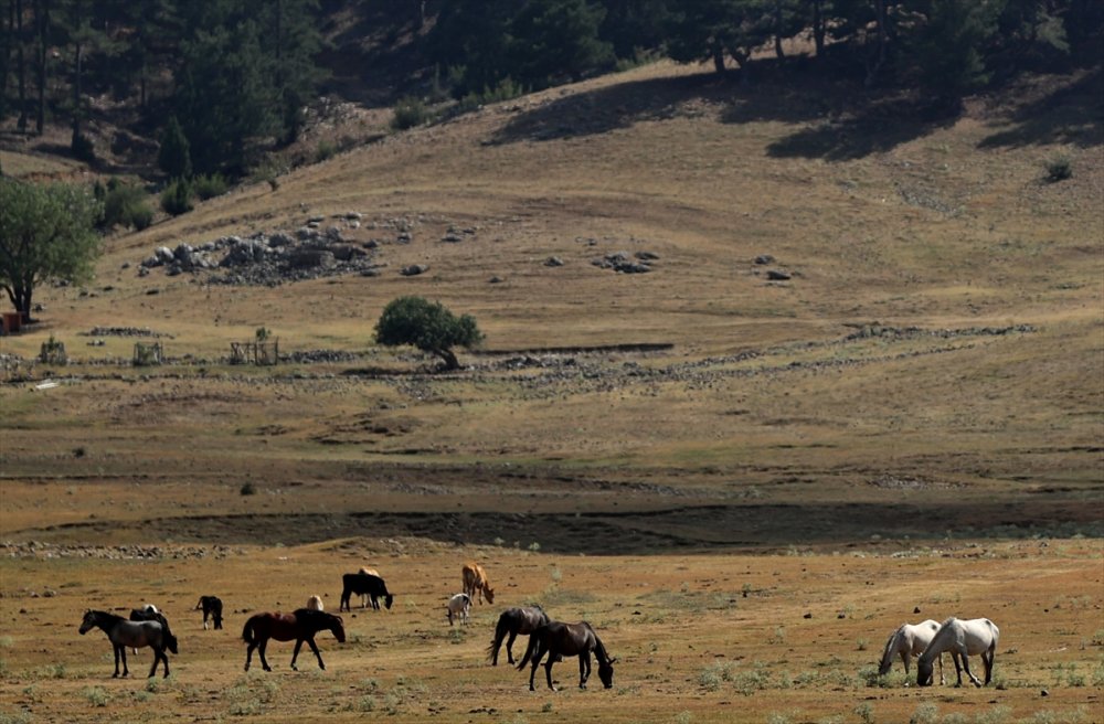 Antalya'daki Yılkı Atları Unutulmadı