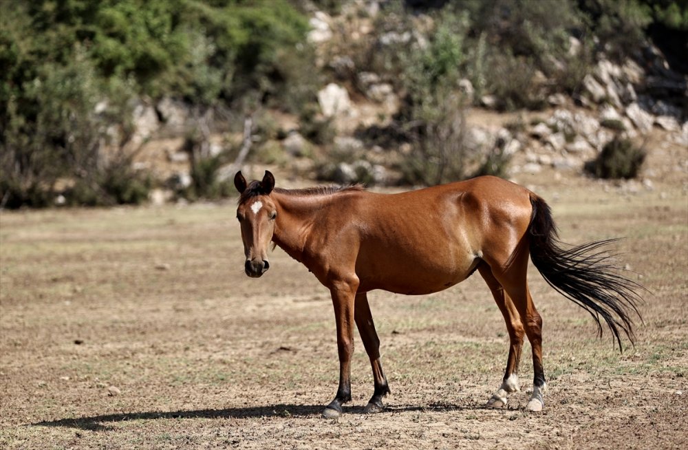 Antalya'daki Yılkı Atları Unutulmadı