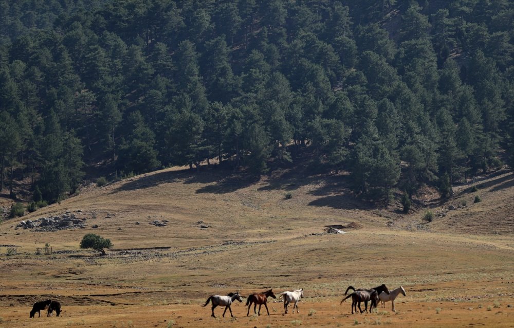 Antalya'daki Yılkı Atları Unutulmadı