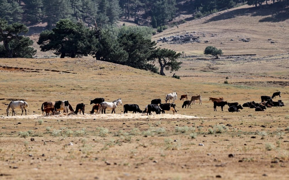 Antalya'daki Yılkı Atları Unutulmadı