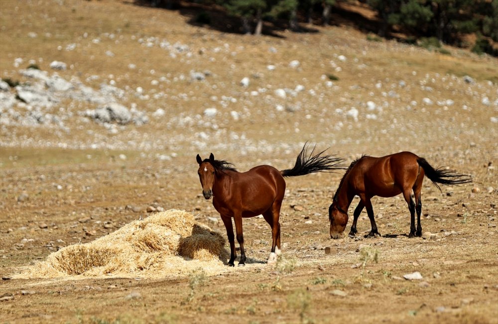 Antalya'daki Yılkı Atları Unutulmadı
