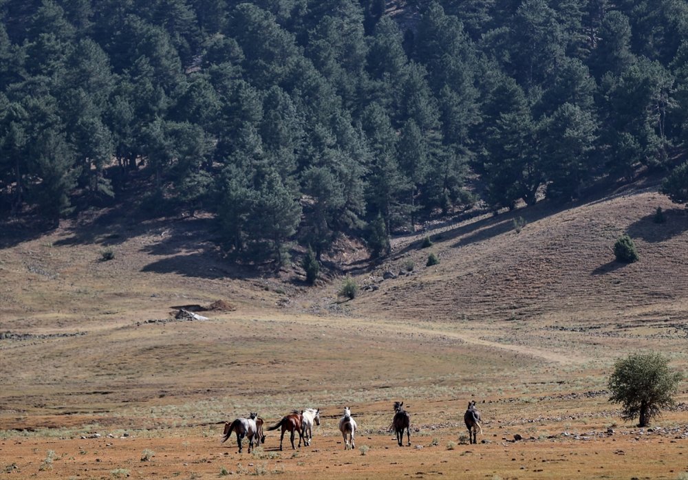 Antalya'daki Yılkı Atları Unutulmadı