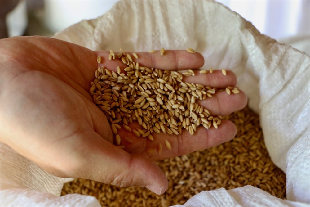 Ata Tohumlarının Peşinde Köy Köy Geziyorlar