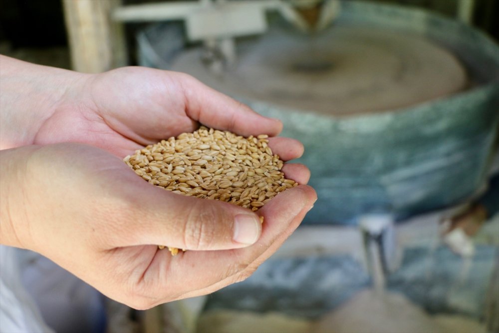 Ata Tohumlarının Peşinde Köy Köy Geziyorlar