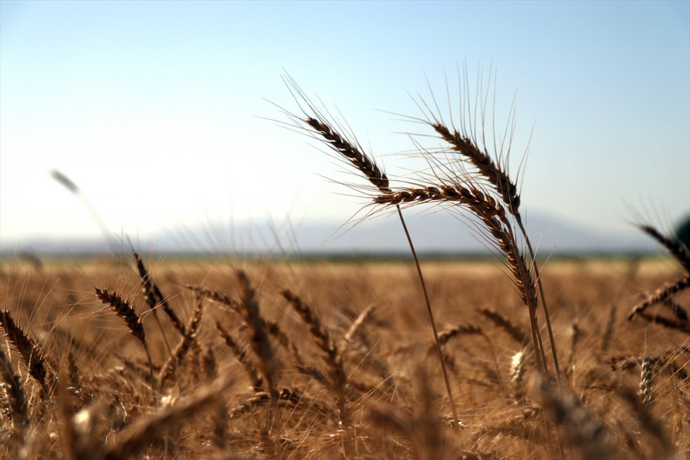 Konya Tarımında Küresel Değişikler İnceleniyor