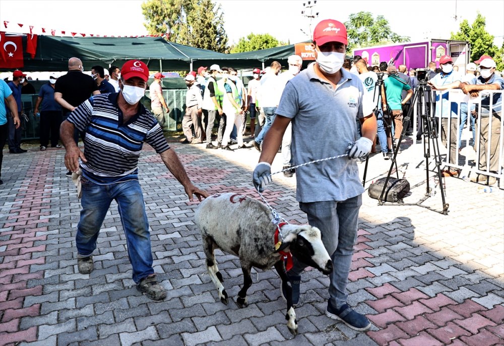 MHP'den Manavgat'ta Küçükbaş Ve Büyükbaş Hayvan Dağıtımı
