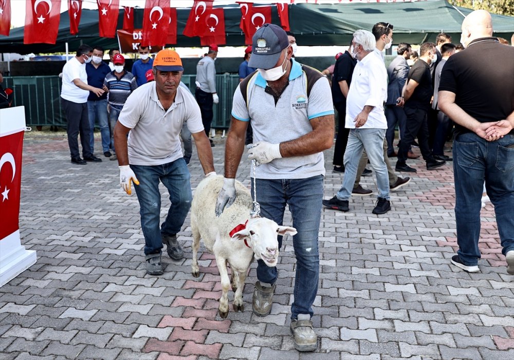 MHP'den Manavgat'ta Küçükbaş Ve Büyükbaş Hayvan Dağıtımı
