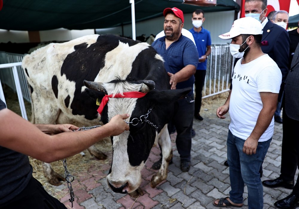 MHP'den Manavgat'ta Küçükbaş Ve Büyükbaş Hayvan Dağıtımı