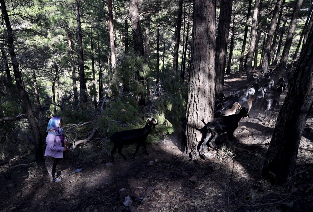 Antalya'da 180 Küçükbaştan Oluşan Sürüyü Orman Yangınından Kurtaran Aile 5 Gün Ovada Kaldı