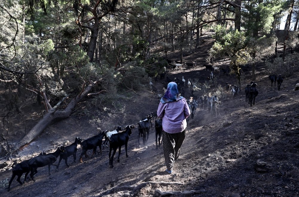 Antalya'da 180 Küçükbaştan Oluşan Sürüyü Orman Yangınından Kurtaran Aile 5 Gün Ovada Kaldı