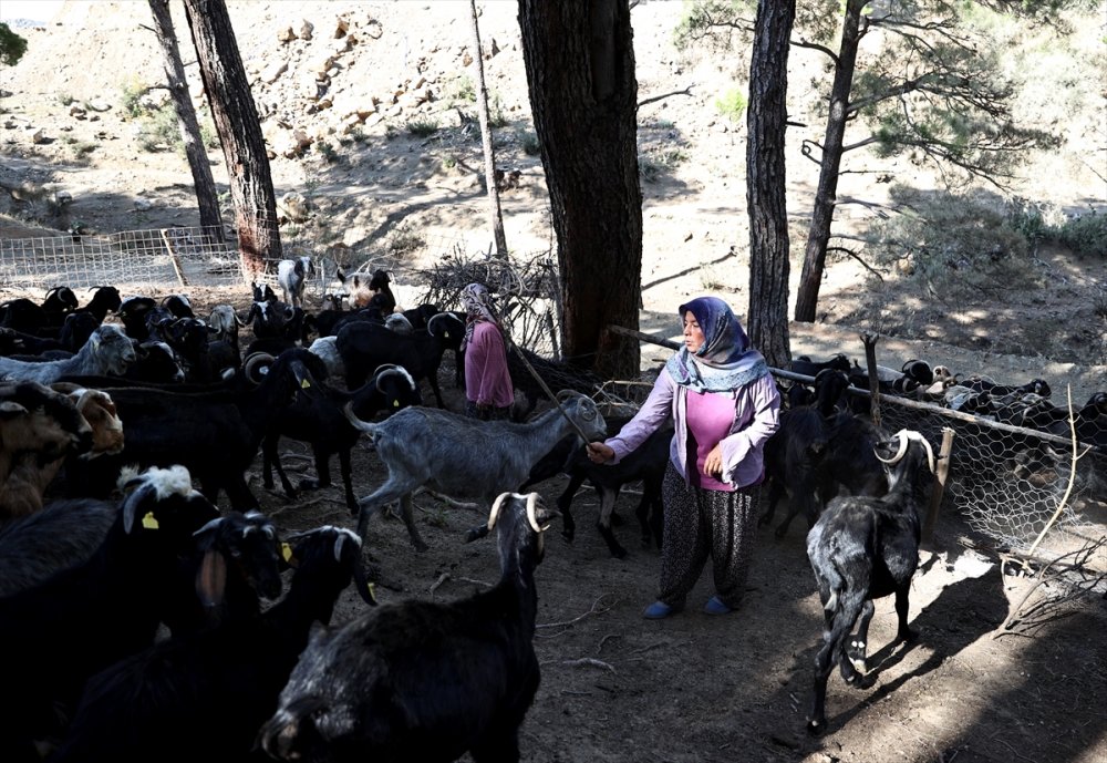 Antalya'da 180 Küçükbaştan Oluşan Sürüyü Orman Yangınından Kurtaran Aile 5 Gün Ovada Kaldı