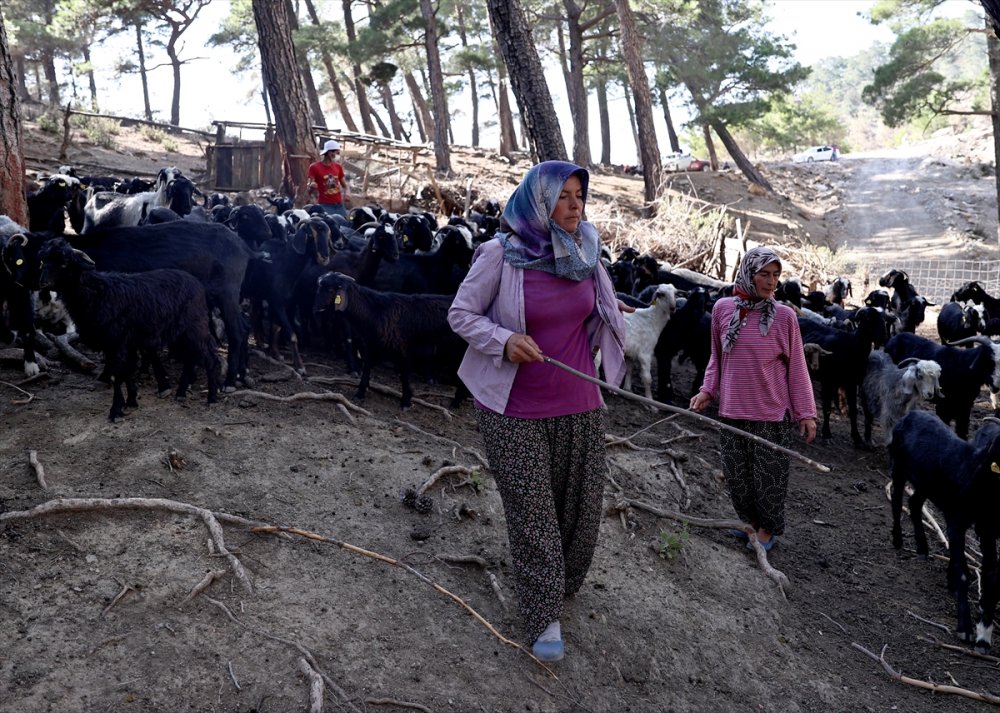 Antalya'da 180 Küçükbaştan Oluşan Sürüyü Orman Yangınından Kurtaran Aile 5 Gün Ovada Kaldı