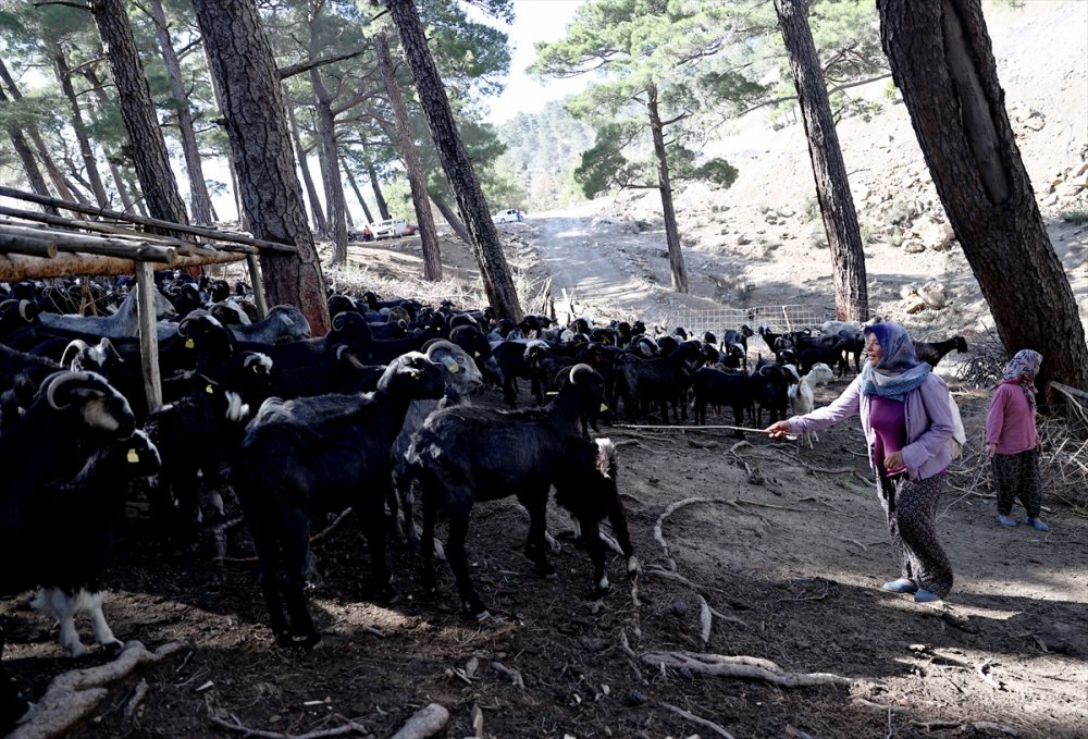 Antalya'da 180 Küçükbaştan Oluşan Sürüyü Orman Yangınından Kurtaran Aile 5 Gün Ovada Kaldı