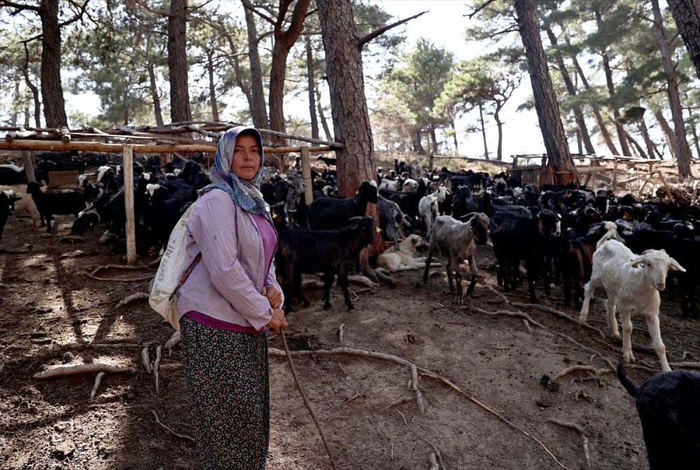 Antalya'da 180 Küçükbaştan Oluşan Sürüyü Orman Yangınından Kurtaran Aile 5 Gün Ovada Kaldı