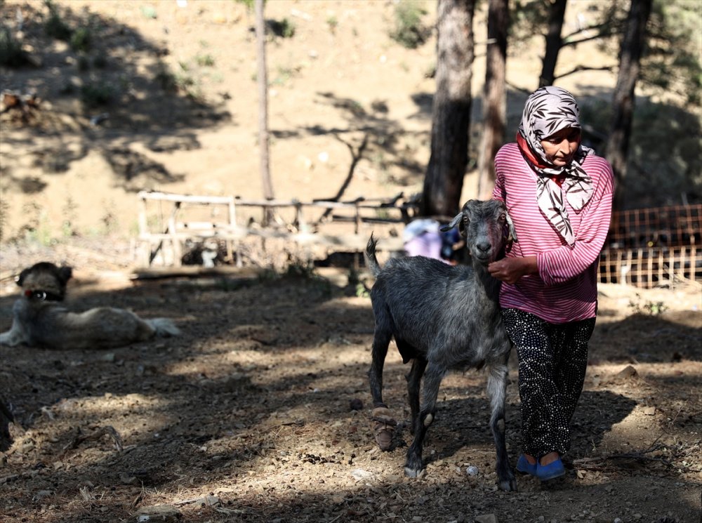 Antalya'da 180 Küçükbaştan Oluşan Sürüyü Orman Yangınından Kurtaran Aile 5 Gün Ovada Kaldı