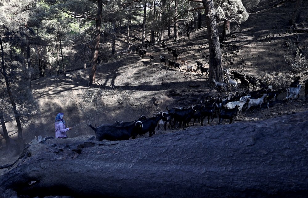 Antalya'da 180 Küçükbaştan Oluşan Sürüyü Orman Yangınından Kurtaran Aile 5 Gün Ovada Kaldı