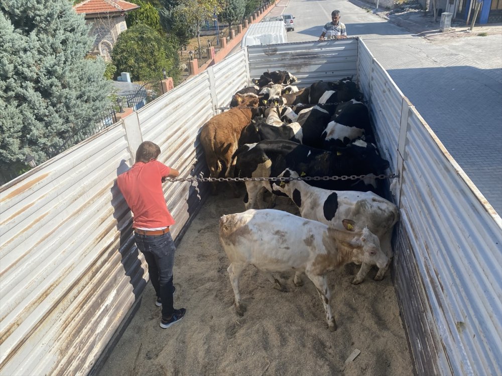 Aksaray'dan Yangın Bölgesine Hayvan Yardımı