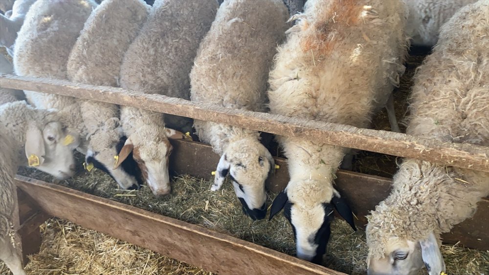 Aksaray'dan Yangın Bölgesine Hayvan Yardımı