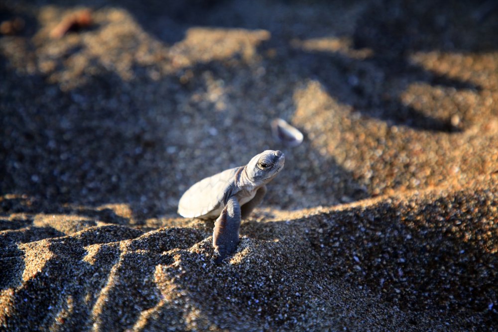 Mersin Kumsallarında Zorlu Yaşam Yolculuğuna Başladılar