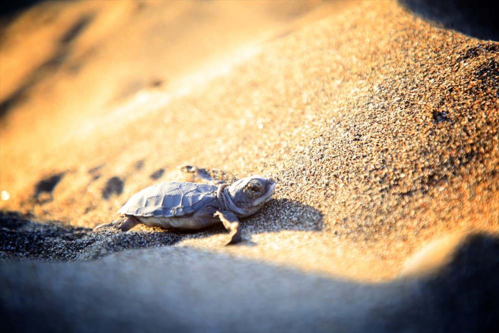 Mersin Kumsallarında Zorlu Yaşam Yolculuğuna Başladılar