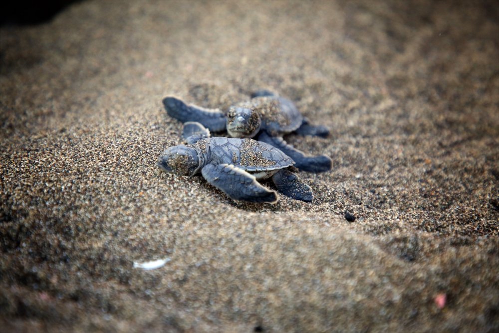 Mersin Kumsallarında Zorlu Yaşam Yolculuğuna Başladılar