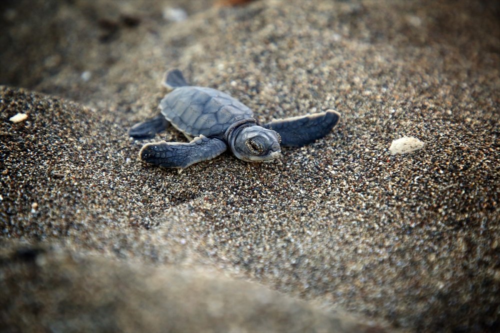 Mersin Kumsallarında Zorlu Yaşam Yolculuğuna Başladılar