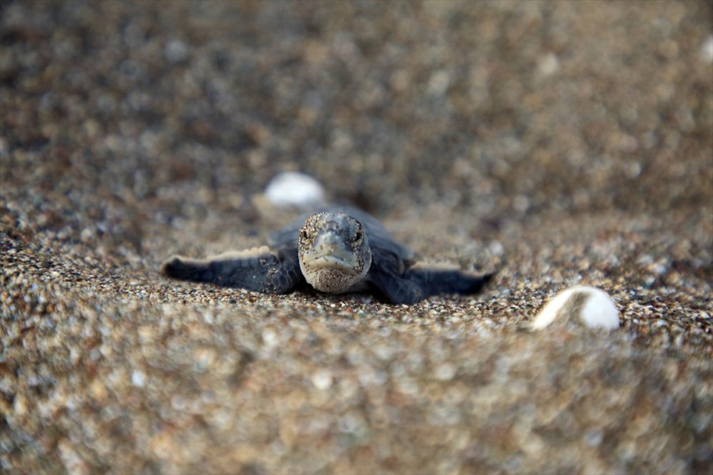 Mersin Kumsallarında Zorlu Yaşam Yolculuğuna Başladılar
