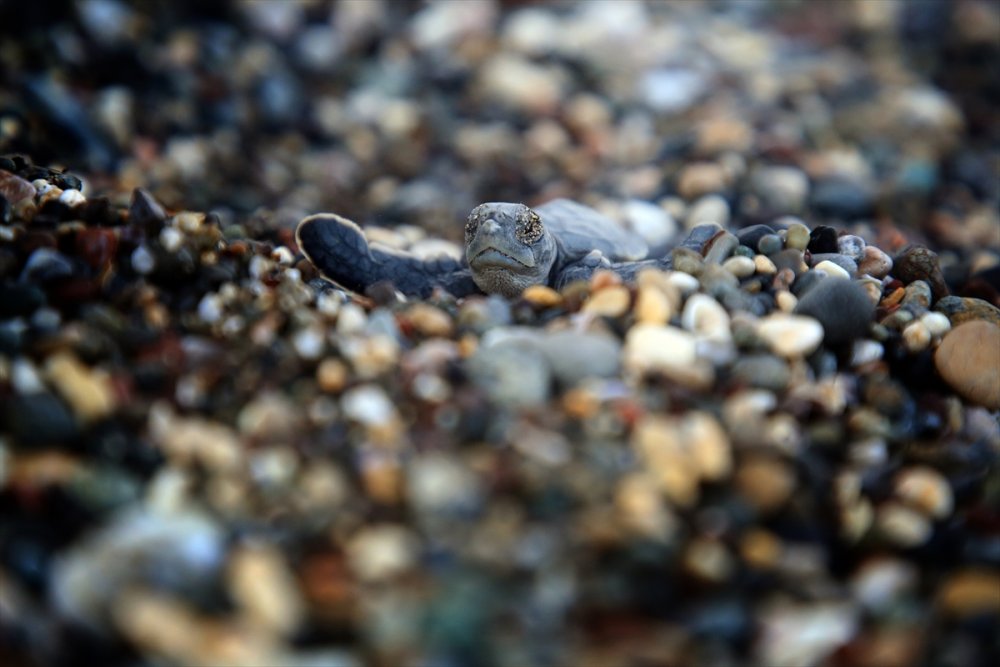 Mersin Kumsallarında Zorlu Yaşam Yolculuğuna Başladılar