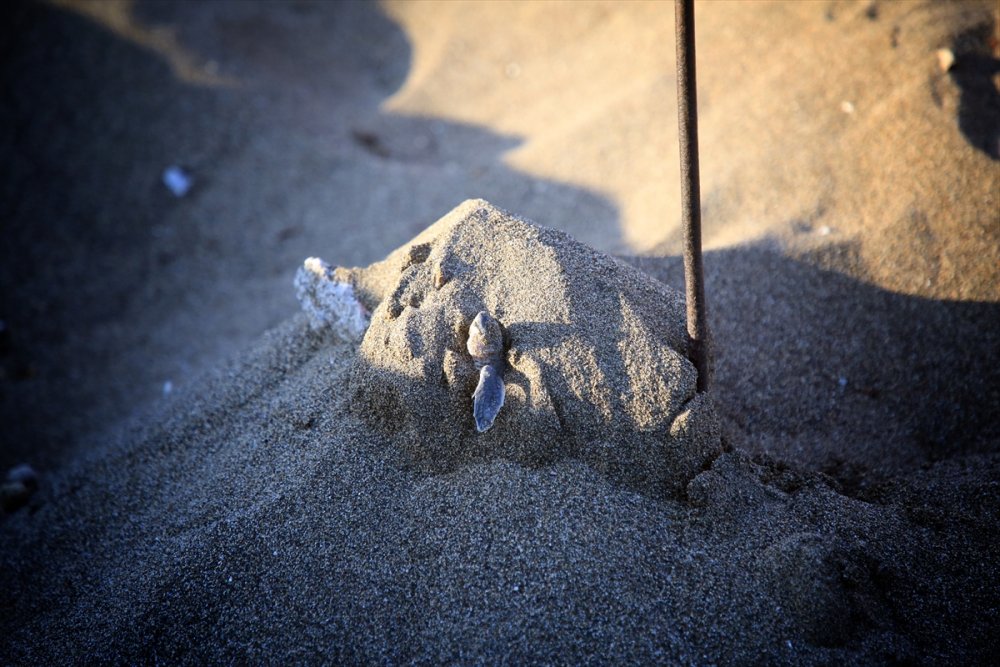 Mersin Kumsallarında Zorlu Yaşam Yolculuğuna Başladılar