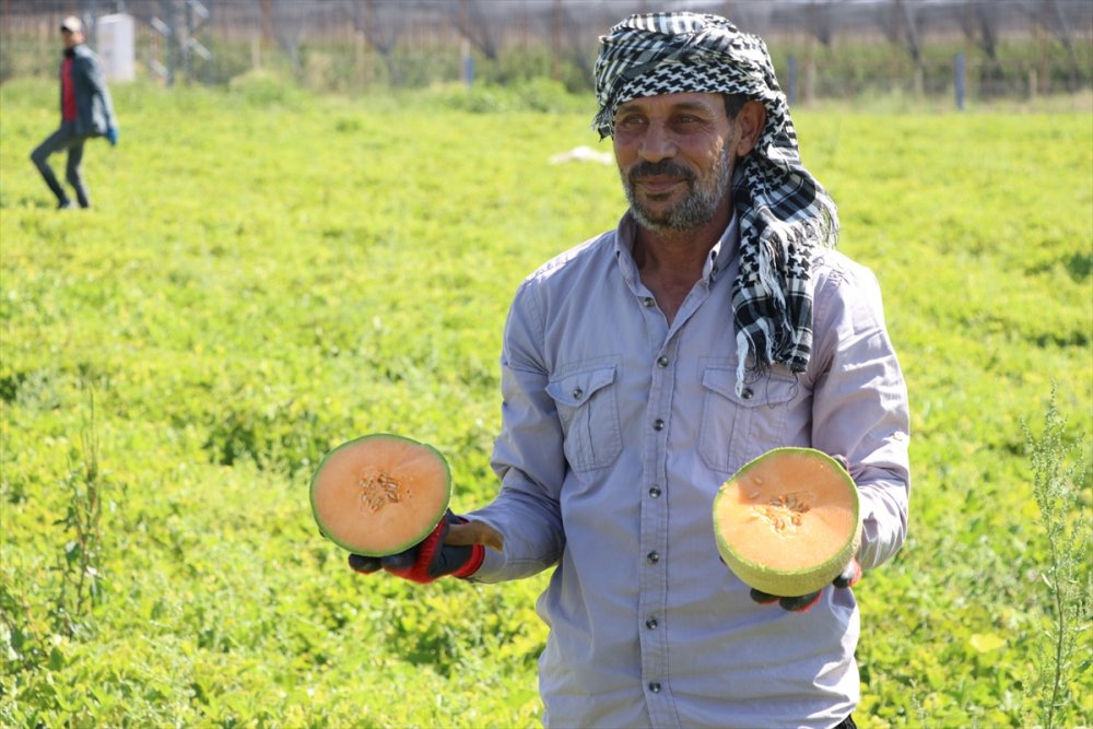 Niğde'de Üretilen "Kantalup Kavunu" 5 Ülkeye Gönderiliyor