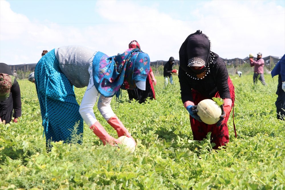 Niğde'de Üretilen "Kantalup Kavunu" 5 Ülkeye Gönderiliyor
