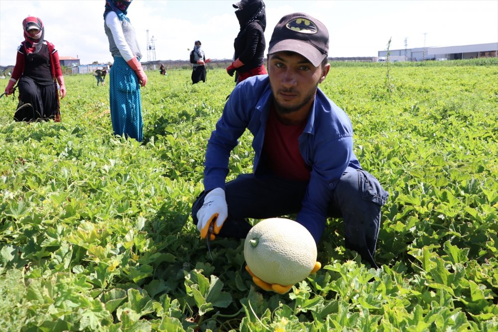 Niğde'de Üretilen "Kantalup Kavunu" 5 Ülkeye Gönderiliyor