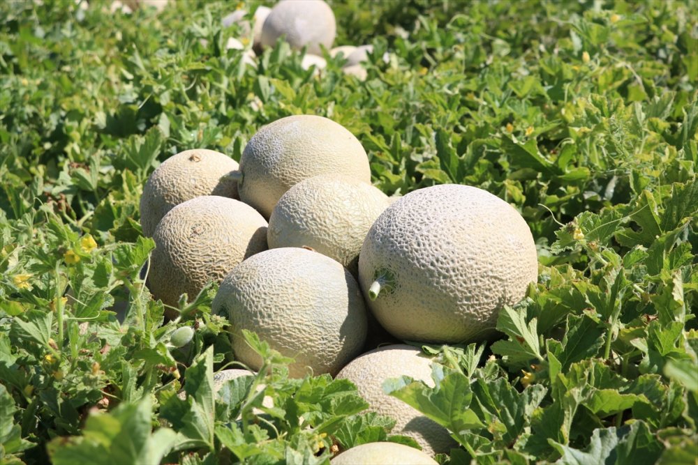 Niğde'de Üretilen "Kantalup Kavunu" 5 Ülkeye Gönderiliyor