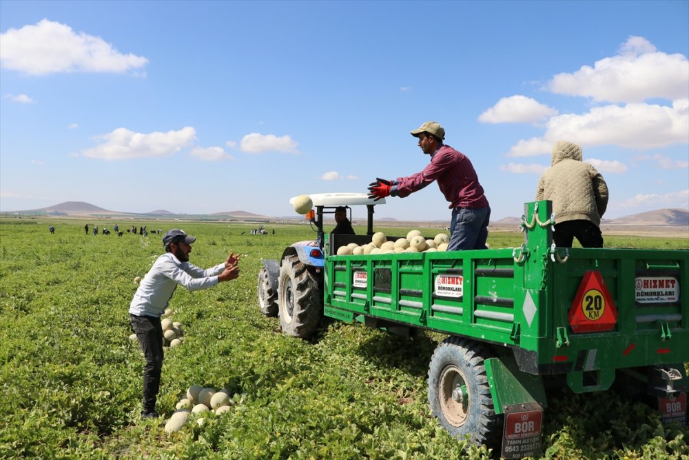 Niğde'de Üretilen "Kantalup Kavunu" 5 Ülkeye Gönderiliyor