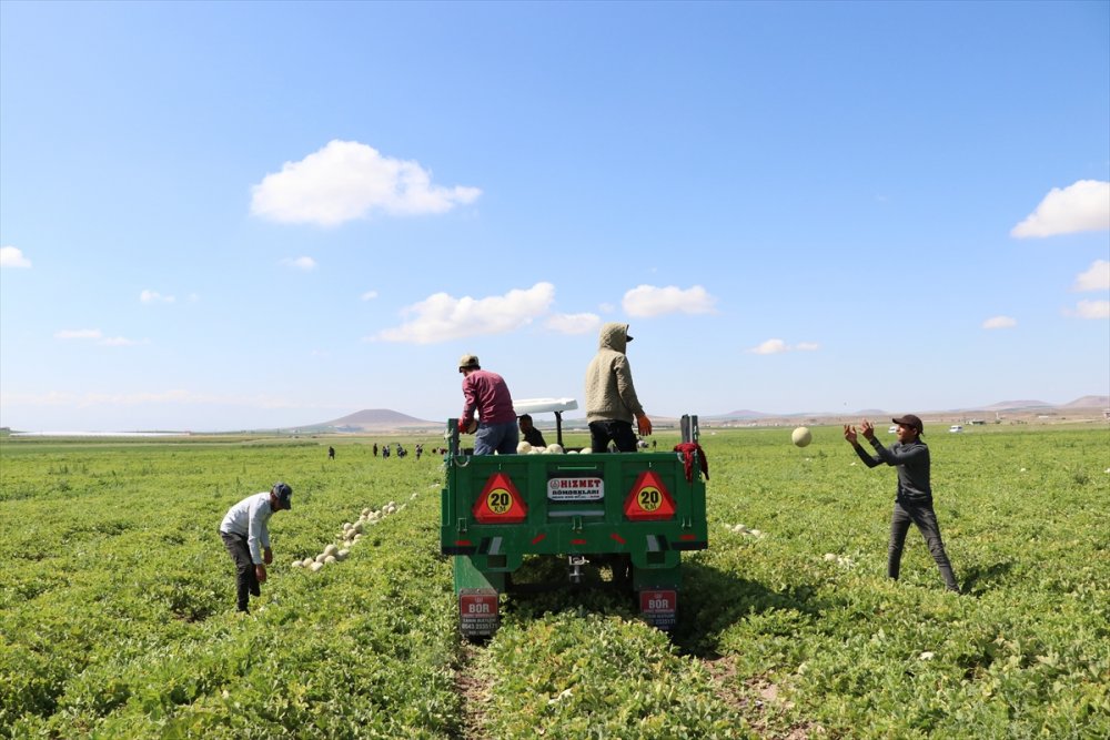 Niğde'de Üretilen "Kantalup Kavunu" 5 Ülkeye Gönderiliyor