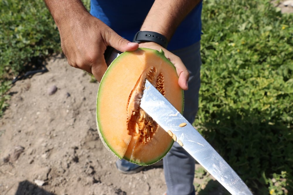 Niğde'de Üretilen "Kantalup Kavunu" 5 Ülkeye Gönderiliyor