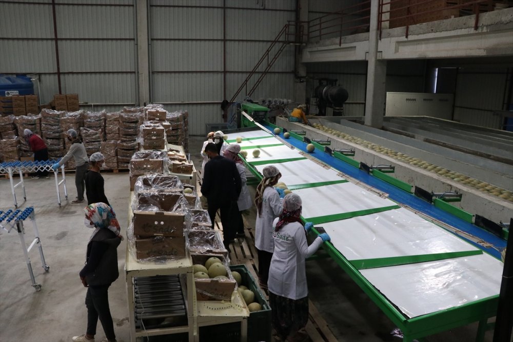 Niğde'de Üretilen "Kantalup Kavunu" 5 Ülkeye Gönderiliyor