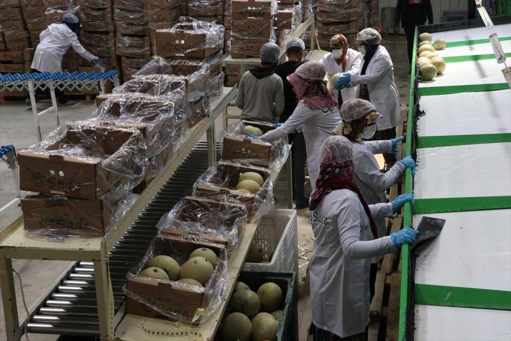 Niğde'de Üretilen "Kantalup Kavunu" 5 Ülkeye Gönderiliyor