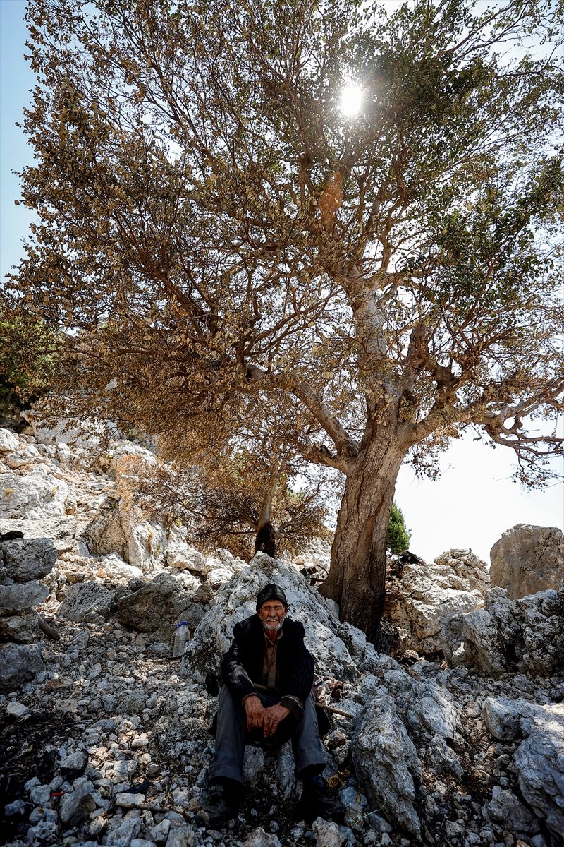 Hayvanlarının Yanarak Telef Olmasının Acısını Yaşayan Çoban, Hasar Gören Evini Terk Etmiyor