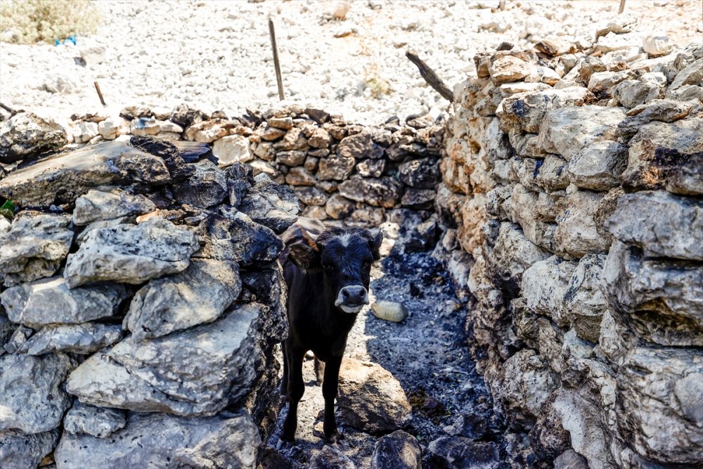 Hayvanlarının Yanarak Telef Olmasının Acısını Yaşayan Çoban, Hasar Gören Evini Terk Etmiyor