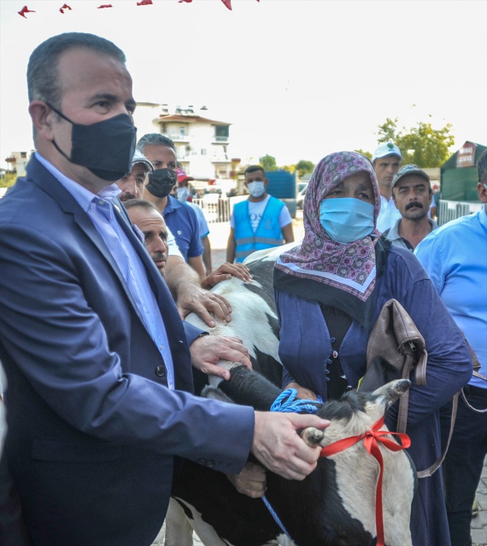 MHP, Manavgat'ta Yangından Zarar Gören Vatandaşlara 500 Küçükbaş Ve Büyükbaş Hayvan Dağıttı
