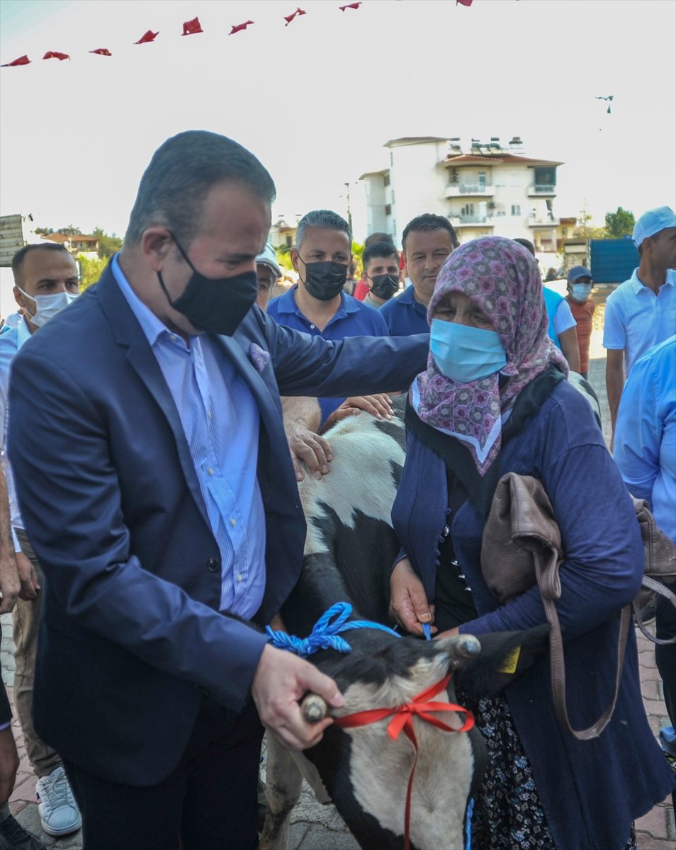 MHP, Manavgat'ta Yangından Zarar Gören Vatandaşlara 500 Küçükbaş Ve Büyükbaş Hayvan Dağıttı